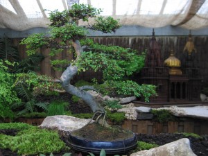 Bonsai u basti Laeken