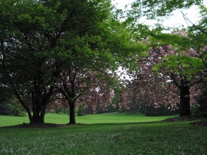 Japanske tresnje u bašti Laeken