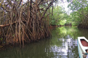 Tangalla- mali katamaran nas vodi kroz lavirint lagune